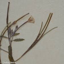 Attēlu rezultāti vaicājumam “Epilobium roseum leaf”