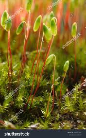 Attēlu rezultāti vaicājumam “Pohlia nutans”