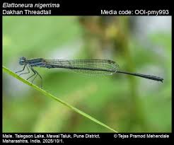 Attēlu rezultāti vaicājumam “Dienerella elongata”