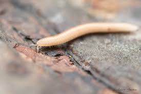 Attēlu rezultāti vaicājumam “Polyzonium germanicum”