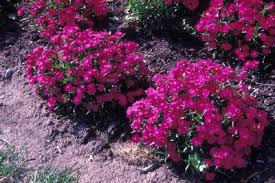 Attēlu rezultāti vaicājumam “Dianthus deltoides flower”