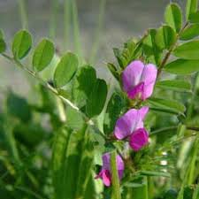 Attēlu rezultāti vaicājumam “Vicia sativa”