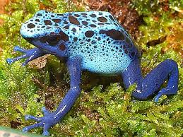 Image result for blauer baumsteiger