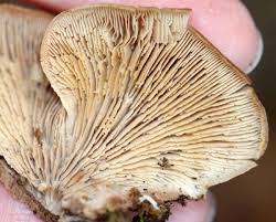 Attēlu rezultāti vaicājumam “Lentinellus ursinus”