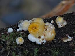 Attēlu rezultāti vaicājumam “Sphaerobolus stellatus”