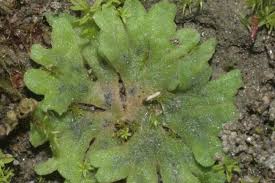 Attēlu rezultāti vaicājumam “Riccia”