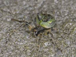 Attēlu rezultāti vaicājumam “Gibbaranea gibbosa”