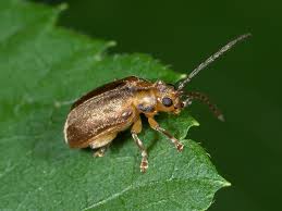 Attēlu rezultāti vaicājumam “Aphelia viburniana”