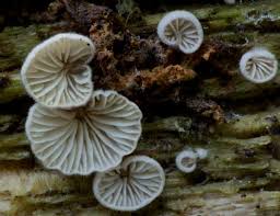 Attēlu rezultāti vaicājumam “Crepidotus versutus”