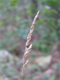 Attēlu rezultāti vaicājumam “Calamagrostis stricta”