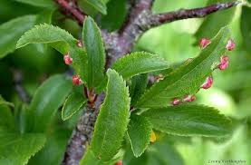 Attēlu rezultāti vaicājumam “Prunus spinosa leaf”