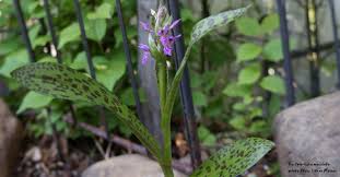 Attēlu rezultāti vaicājumam “Dactylorhiza maculata leaf”