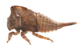 Attēlu rezultāti vaicājumam “Centrotus cornutus”