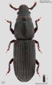 Attēlu rezultāti vaicājumam “Rhynchaenus lonicerae”