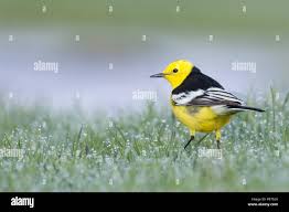 Attēlu rezultāti vaicājumam “Motacilla citreola male”