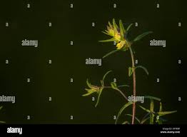 Attēlu rezultāti vaicājumam “Rhinanthus serotinus”