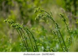 Attēlu rezultāti vaicājumam “Galium album bud”