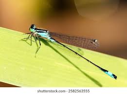 Attēlu rezultāti vaicājumam “Enallagma cyathigerum”