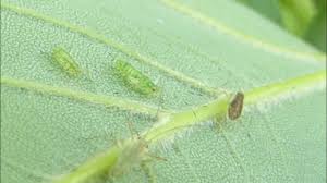 Attēlu rezultāti vaicājumam “Drepanosiphum platanoidis”