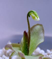 Attēlu rezultāti vaicājumam “Pinguicula alpina”