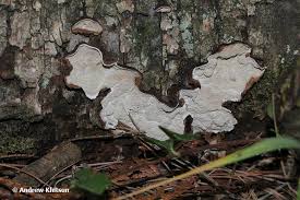 Attēlu rezultāti vaicājumam “Cystostereum murrayi”