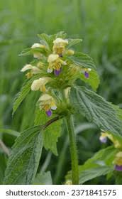 Attēlu rezultāti vaicājumam “Galeopsis speciosa”