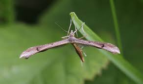 Attēlu rezultāti vaicājumam “Stenoptilia pterodactyla”