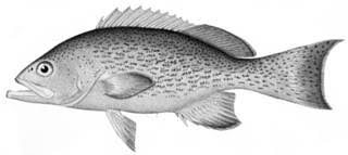 Image result for Mycteroperca phenax