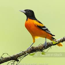 Image result for Icterus galbula