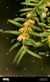 Attēlu rezultāti vaicājumam “Taxus baccata male flower”
