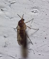 Attēlu rezultāti vaicājumam “Mycetophilidae”