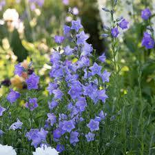 Image result for Campanula persicifolia