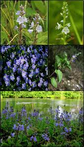 Image result for Veronica officinalis