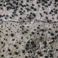 Attēlu rezultāti vaicājumam “Lecidella elaeochroma”