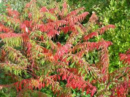 Attēlu rezultāti vaicājumam “Rhus typhina”