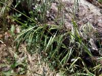 Attēlu rezultāti vaicājumam “Anisantha tectorum fruit”