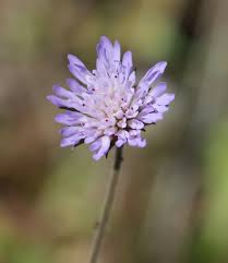 Attēlu rezultāti vaicājumam “Dipsacaceae”