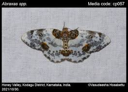 Attēlu rezultāti vaicājumam “Abraxas sylvata imago”