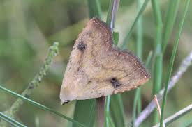 Attēlu rezultāti vaicājumam “Rivula sericealis”