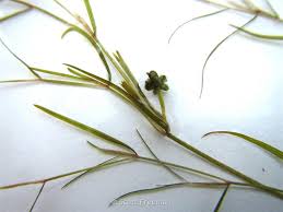 Attēlu rezultāti vaicājumam “Stuckenia filiformis bud”