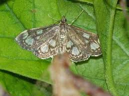 Attēlu rezultāti vaicājumam “Anania coronata”