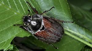 Attēlu rezultāti vaicājumam “Melolontha melolontha”