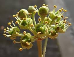 Attēlu rezultāti vaicājumam “Hedera helix  flower”
