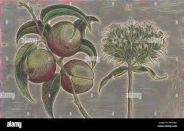 Attēlu rezultāti vaicājumam “Silene chalcedonica fruit”