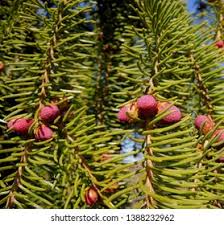 Attēlu rezultāti vaicājumam “Picea abies female flower”