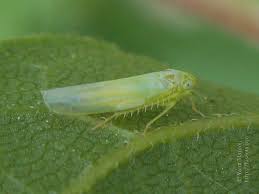 Attēlu rezultāti vaicājumam “Empoasca sp.”