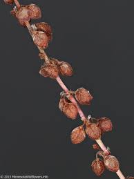 Attēlu rezultāti vaicājumam “Rumex confertus fruit”