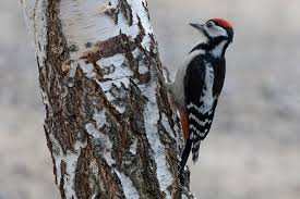 Attēlu rezultāti vaicājumam “Dendrocopos major juvenile”