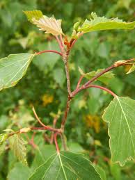 Attēlu rezultāti vaicājumam “Betula pubescens leaf”