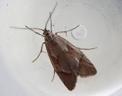 Attēlu rezultāti vaicājumam “Diurnea lipsiella”